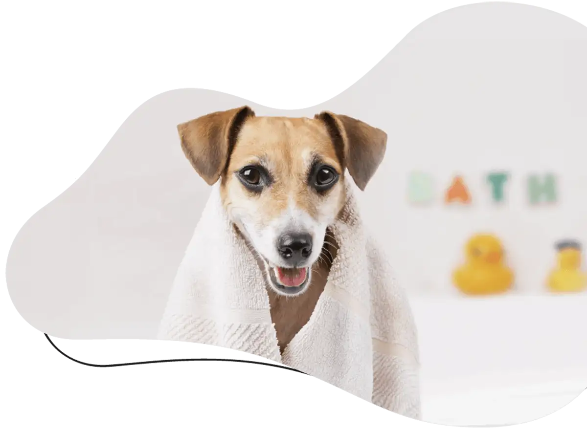 Dog grooming parlour in Worthing